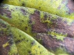 Pseudocercospora