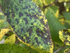 Pseudocercospora