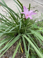 Zephyranthes rosea