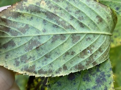 Pseudocercospora