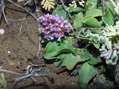 Limonium puberulum image