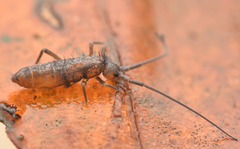 Pogonognathellus longicornis