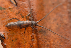 Pogonognathellus longicornis