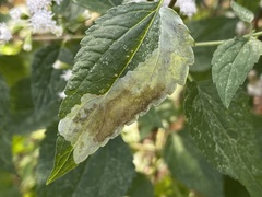 Calycomyza eupatoriphaga