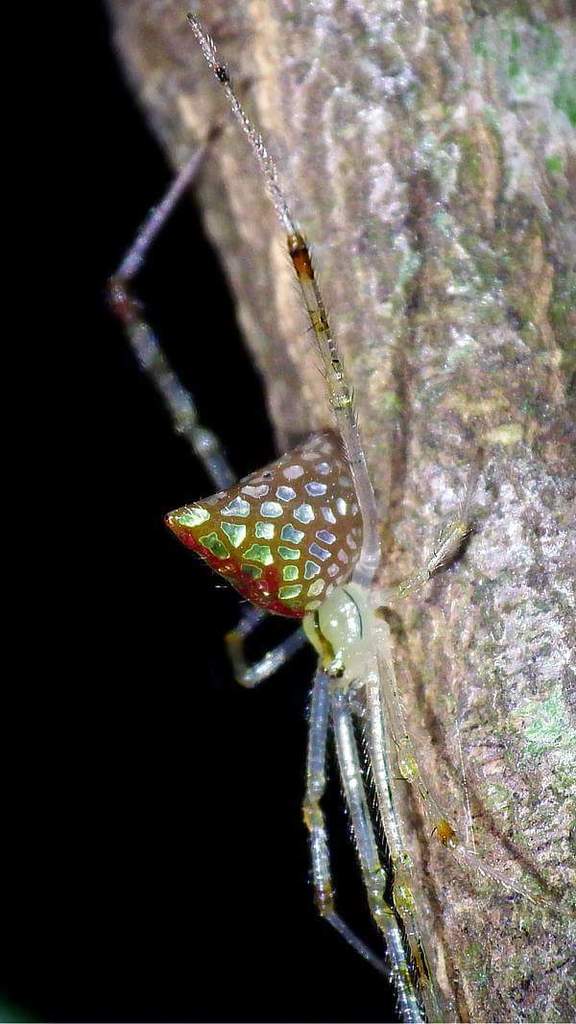 Spintharinae