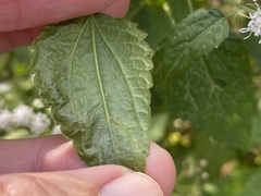 Calycomyza eupatoriphaga