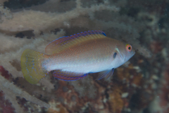 Cirrhilabrus punctatus