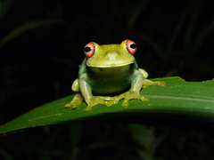 Aplastodiscus leucopygius