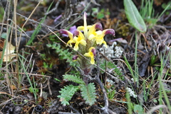 Pedicularis pseudoversicolor