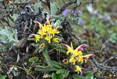 Pedicularis pseudoversicolor