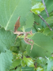 Acanthops parafalcata