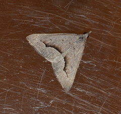 Dichromodes euscia