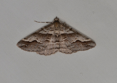 Syneora cheleuta