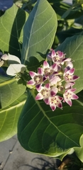 Calotropis procera