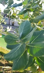 Calotropis procera