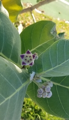 Calotropis procera