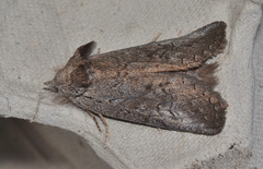 Hobartina amblyiodes