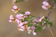Thryptomene denticulata