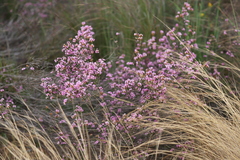 Thryptomene denticulata
