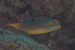 Canthigaster solandri