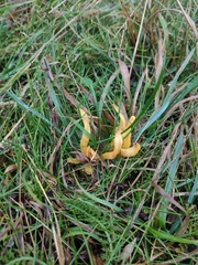 Clavulinopsis helvola