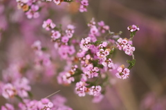 Thryptomene denticulata