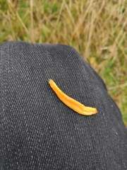 Clavulinopsis helvola