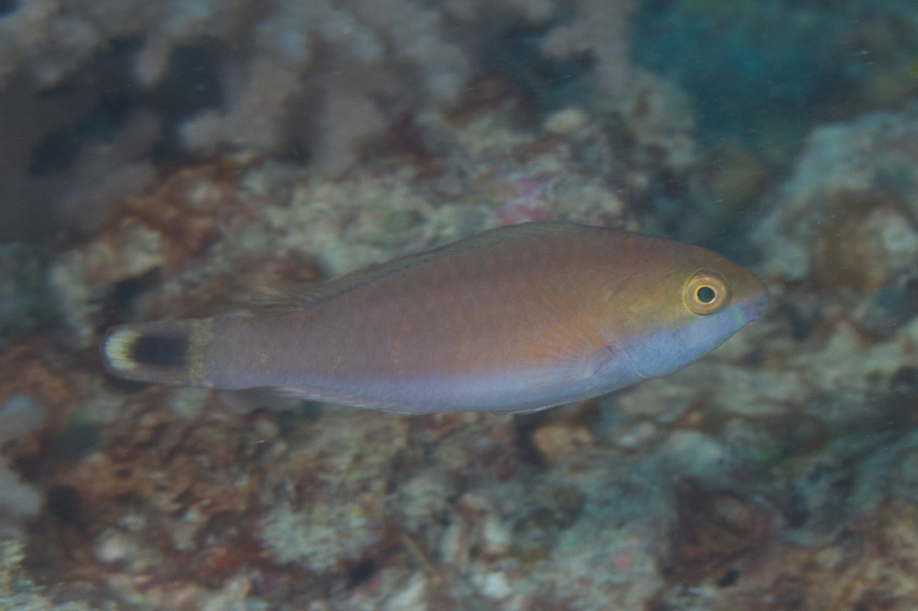 Highfin Parrotfish