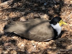 Vanellus miles novaehollandiae