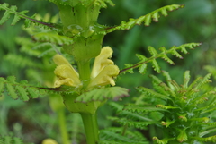Pedicularis rex