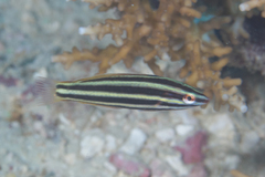 Halichoeres prosopeion