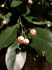 Euonymus europaeus