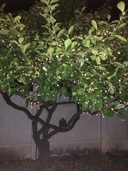 Euonymus europaeus