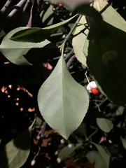Euonymus europaeus