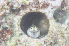 Nannosalarias nativitatis