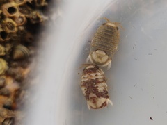 Sphaeroma serratum