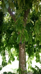 Brownea rosa-de-monte