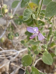 Carlowrightia serpyllifolia