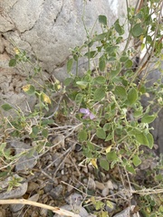 Carlowrightia serpyllifolia