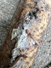 Sclerotinia sclerotiorum