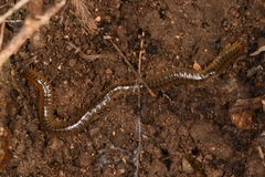 Henia vesuviana
