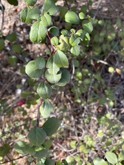 Ribes viburnifolium
