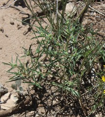 Euphorbia exstipulata