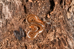 Geophilus carpophagus