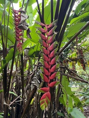 Heliconia standleyi