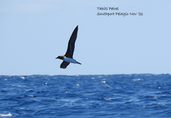 Pseudobulweria rostrata