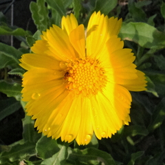 Calendula arvensis