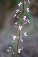 Stylidium elongatum
