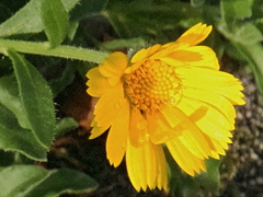 Calendula arvensis