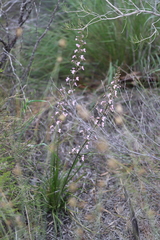 Stylidium elongatum